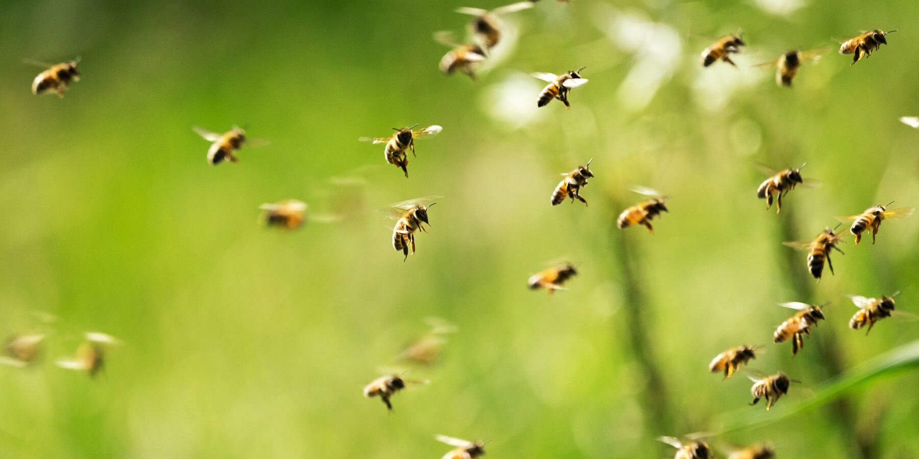 bees-2 bees-2